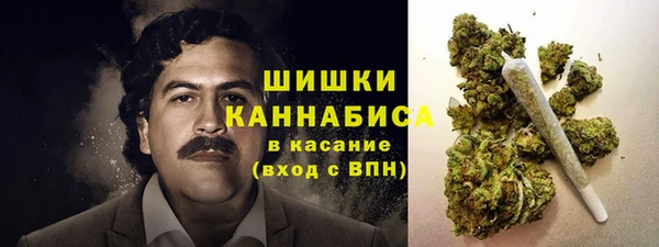 индика Ельня