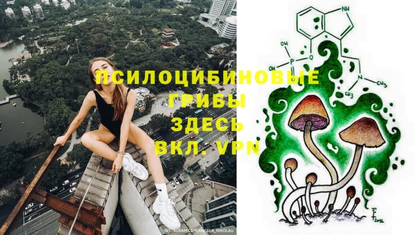 индика Ельня